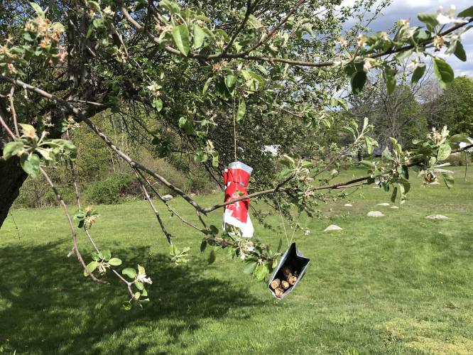 In a program directed by the Mass. Audubon Society's Climate Education Coordinator, young Westhampton Public Library patrons made these hanging houses filled with sumac boughs to attract mason bees, which are prolific pollinators.