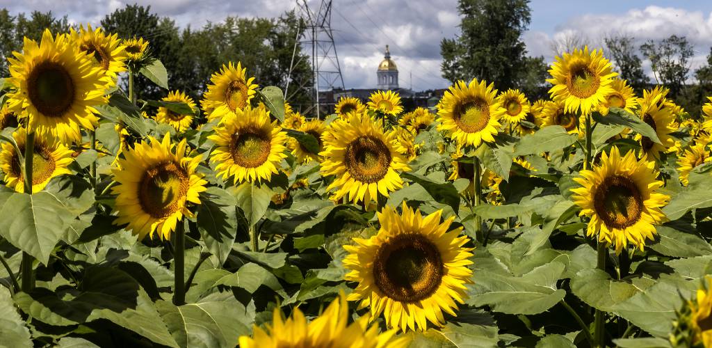 Part of the twenty acres of sunflowers at Sunfox Farm with a view of the State House from across the Merrimack River during the week-long Sunflower Bloom Festival that is being held through this Sunday, August 20, 2023.