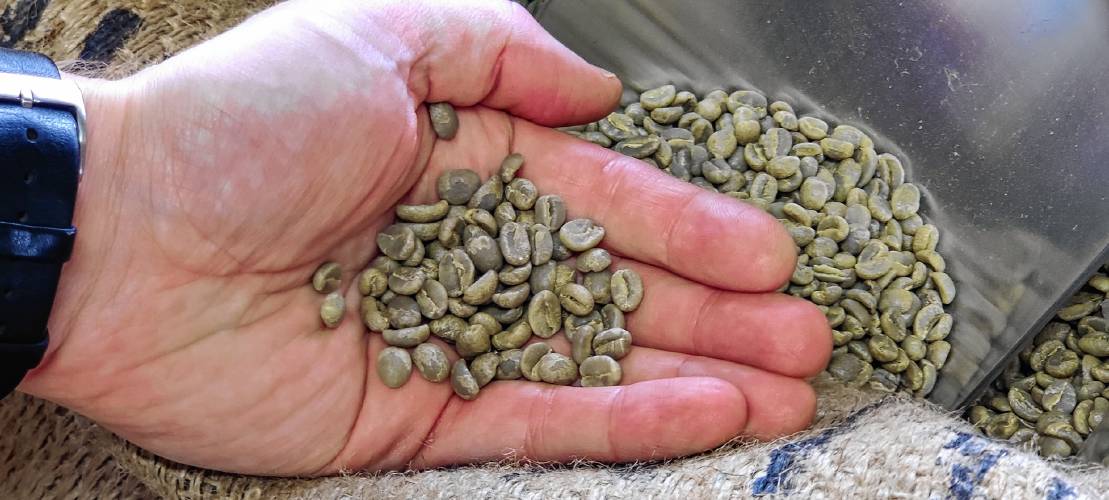 Raw, unroasted coffee beans.