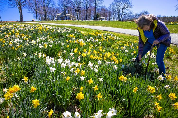Donna Dunn leans down in the daffodil field in front of  her Dunbarton home on Earth Day, Monday, April 22. Dunn cleared out her land and has planted the daffodils for the last 20 years.