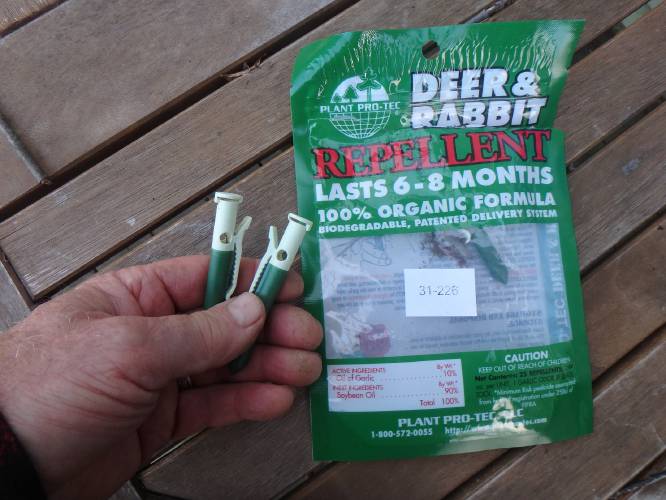 Garlic clips are quite effective deer repellents.